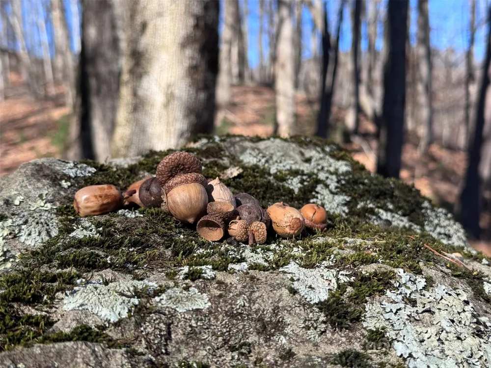 15 +/- Acres Riddle Branch Road Burnsville, NC 28714