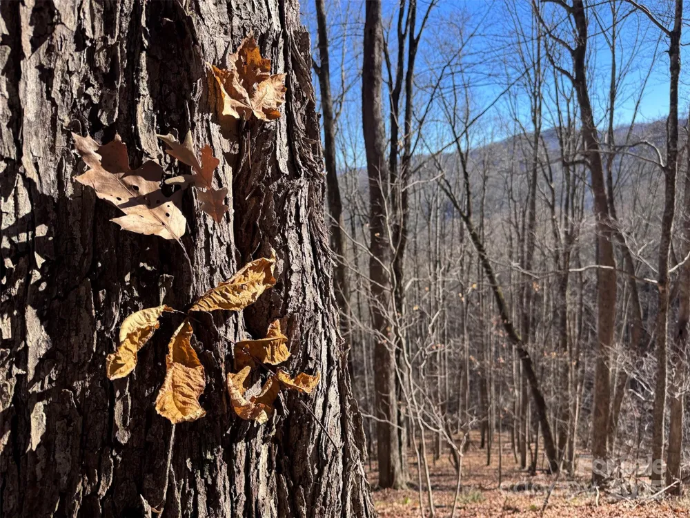 15 +/- Acres Riddle Branch Road Burnsville, NC 28714