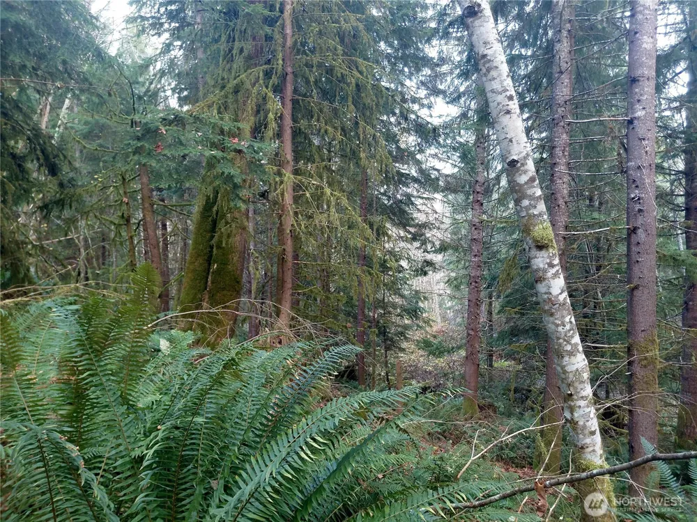 0 Lot 9 Old Barn Road Randle, WA 98377