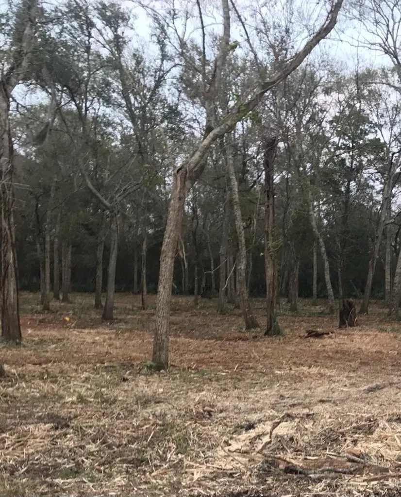 County Road 495 Brazoria, TX 77422