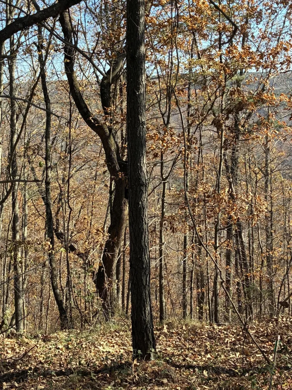 4690 Split Rail Way Guild, TN 37340