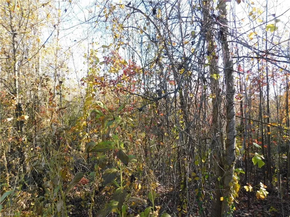 00 Billings Hill Church Road Traphill, NC 28685