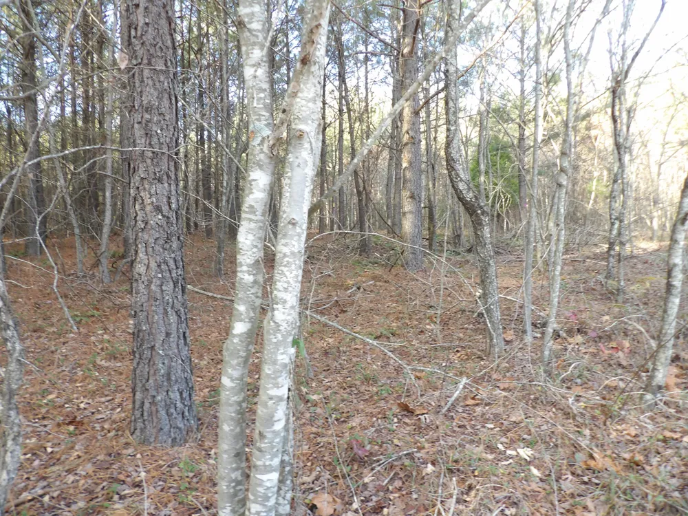 26 Summercity Road Evensville, TN 37332