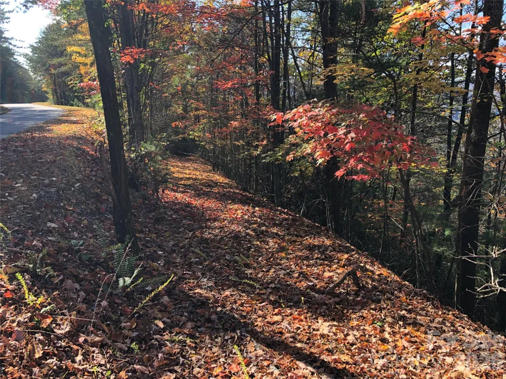 TBD Buck Mountain Road #96 Purlear, NC 28665