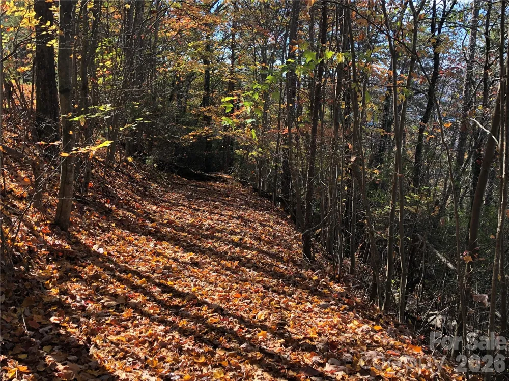 TBD Buck Mountain Road #96 Purlear, NC 28665