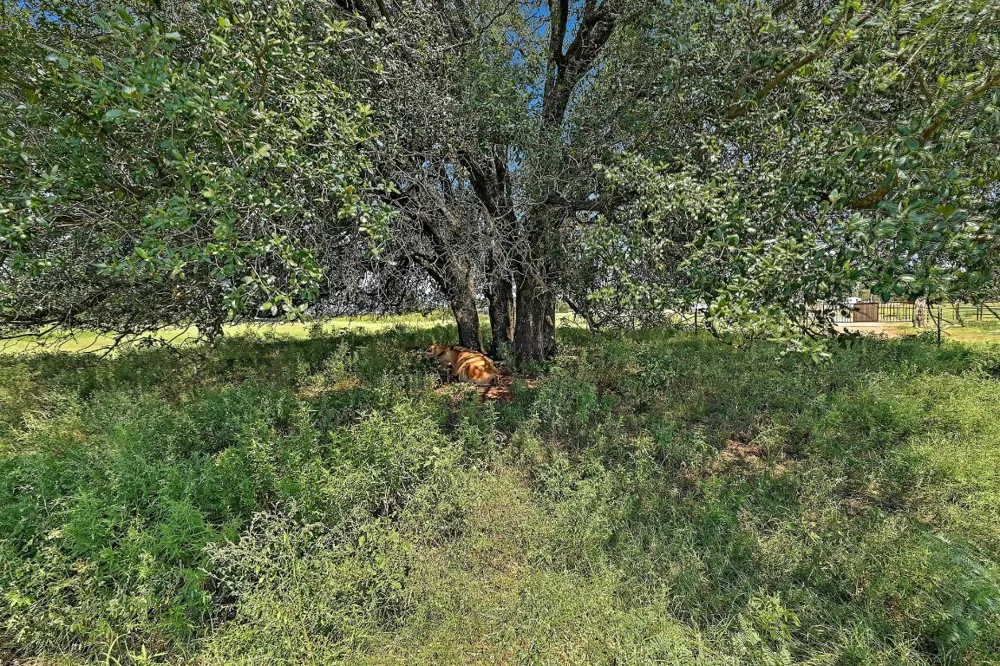 255 Skyline Drive Marble Falls, TX 78654