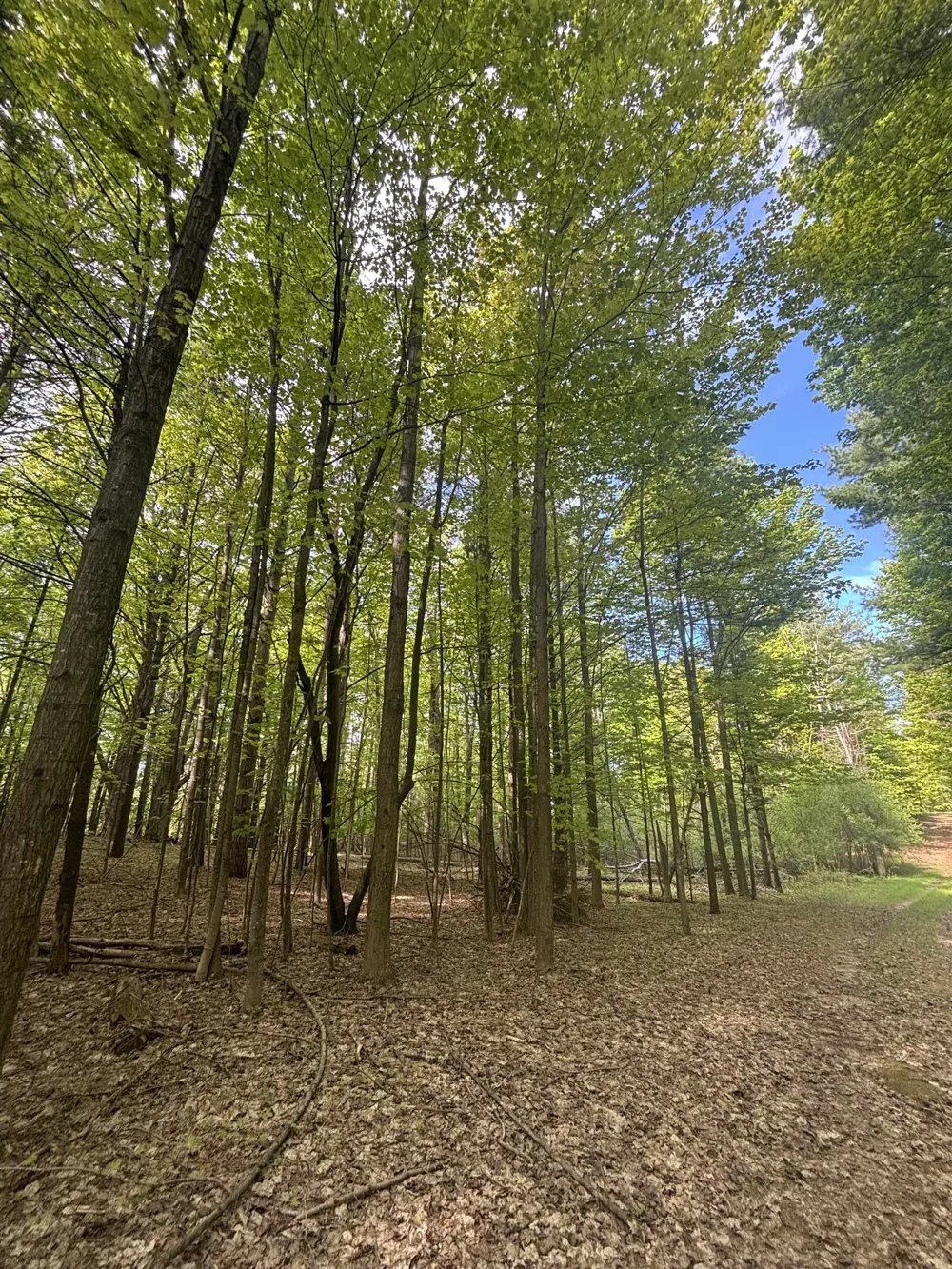 US-31 Torch Lake Township, MI 49648