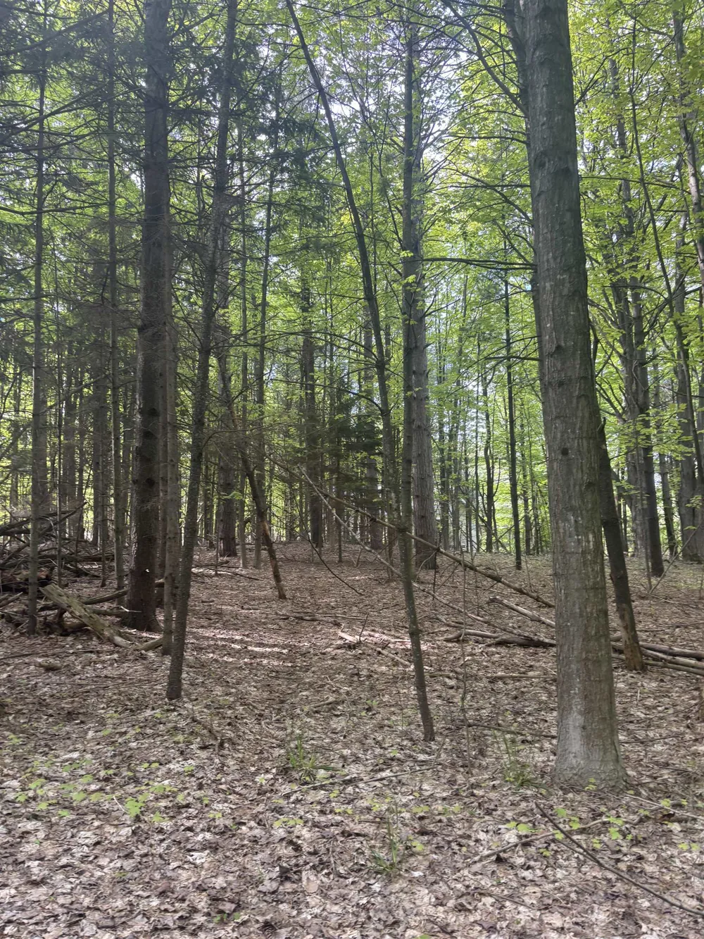 US-31 Torch Lake Township, MI 49648