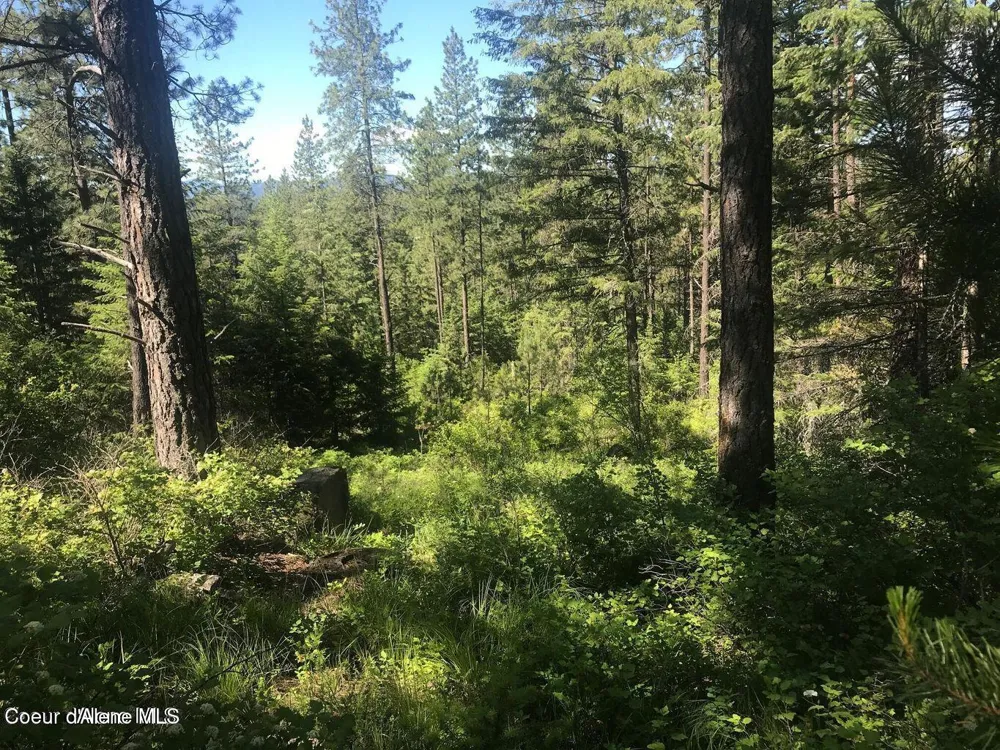 41 Quiet Road Athol, ID 83801