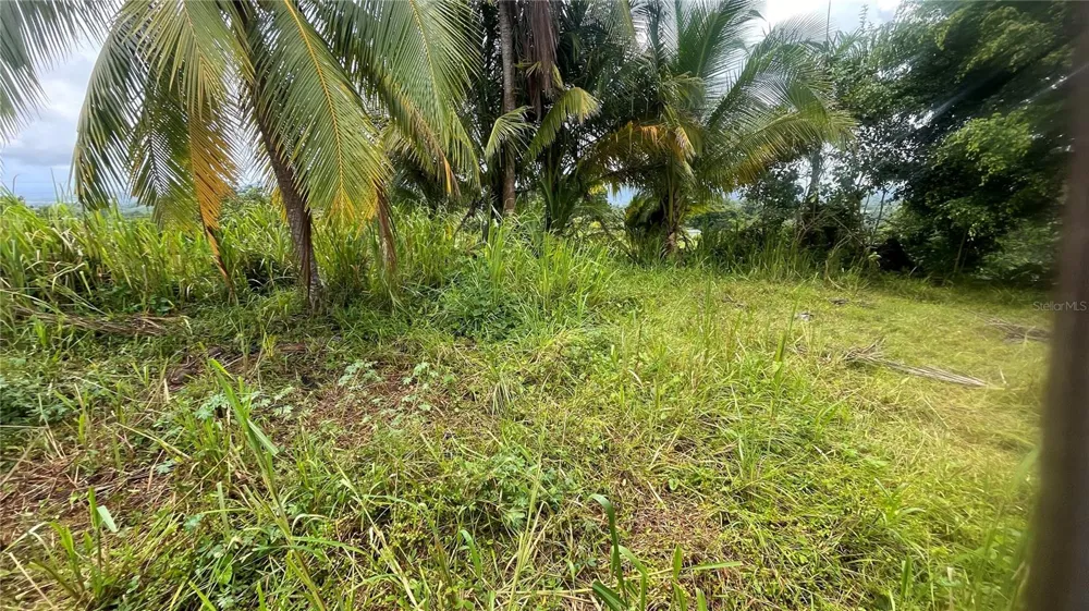 908 st BARRIO TEJAS Yabucoa, PR 00767