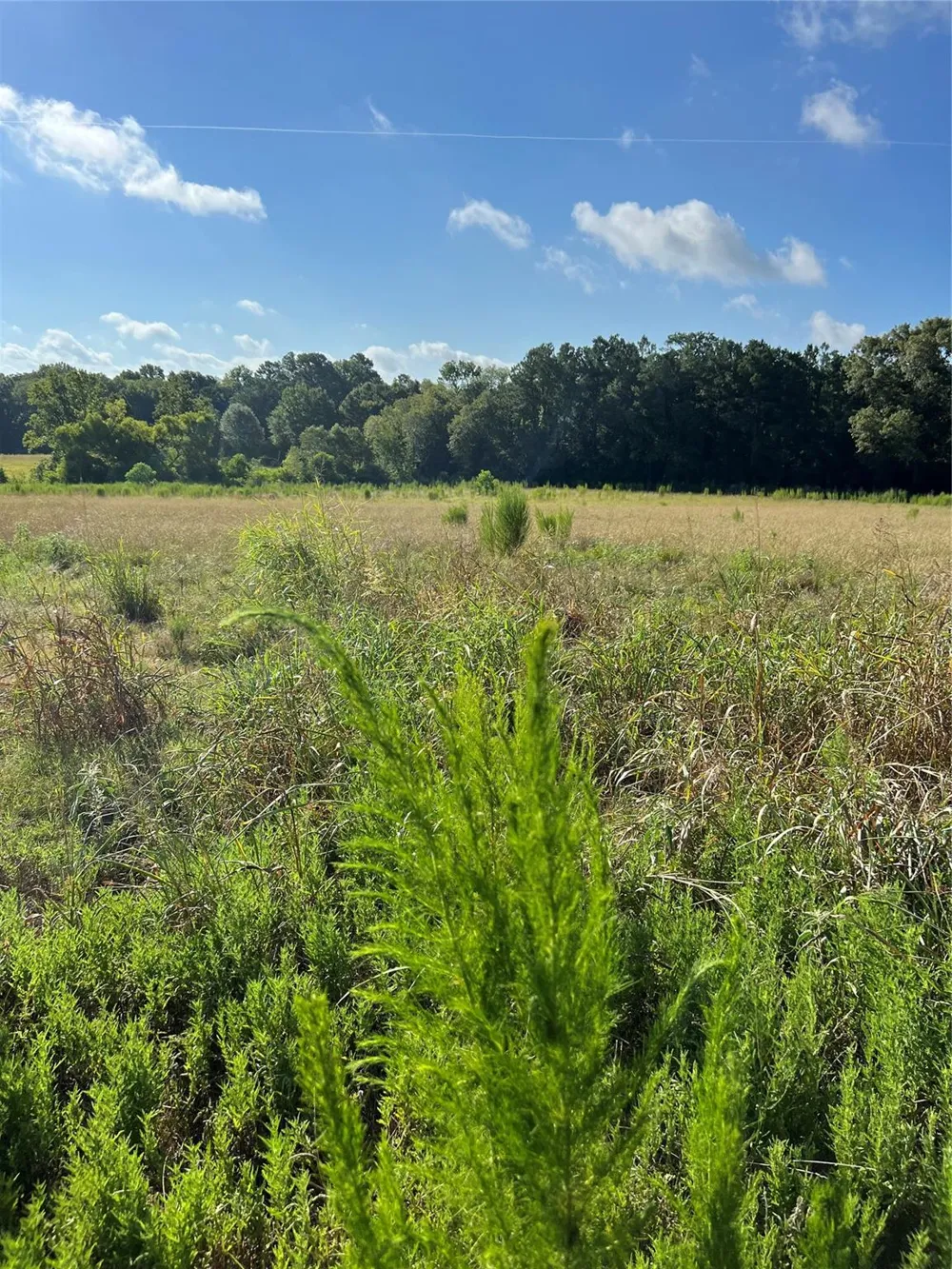 Cr 4535 Crockett, TX 75835
