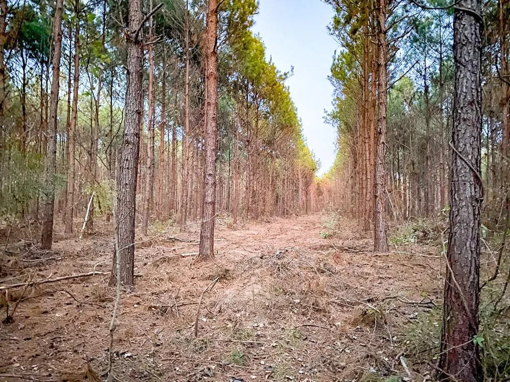 County Road 1651 Avinger, TX 75630