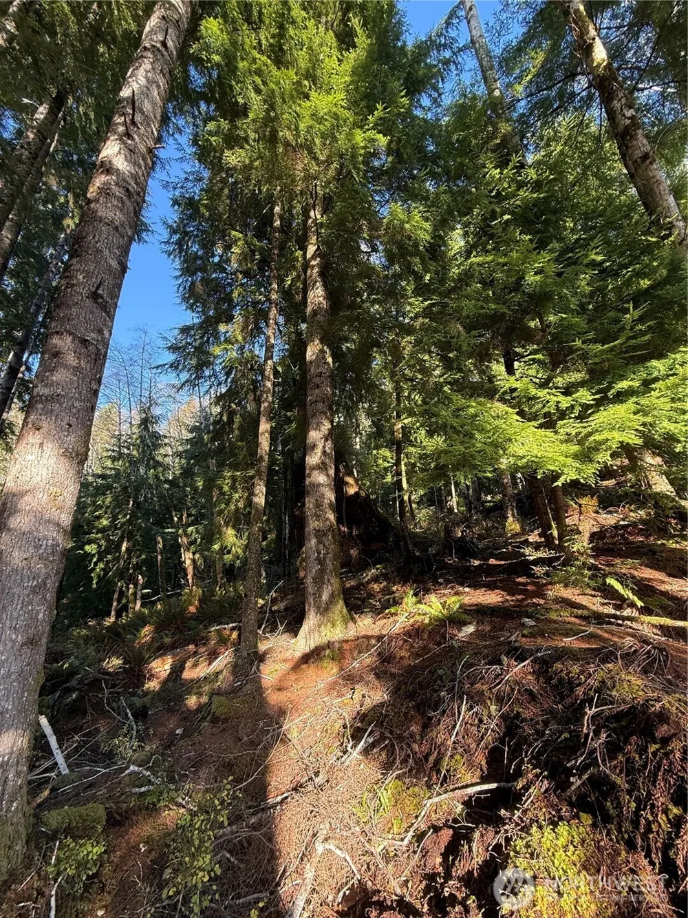 70 Dionne Lane Naselle, WA 98638