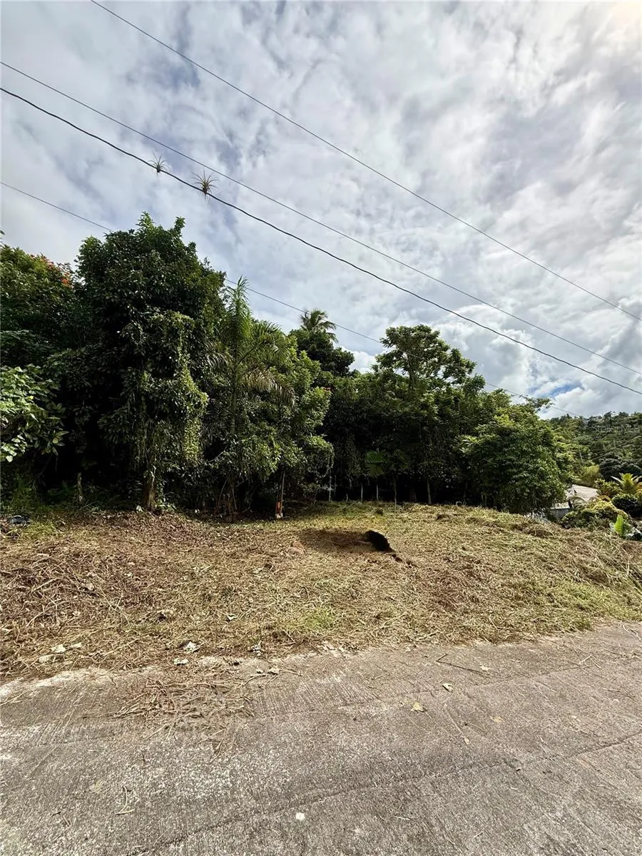 CALLE PINEROS Cayey, PR 00736