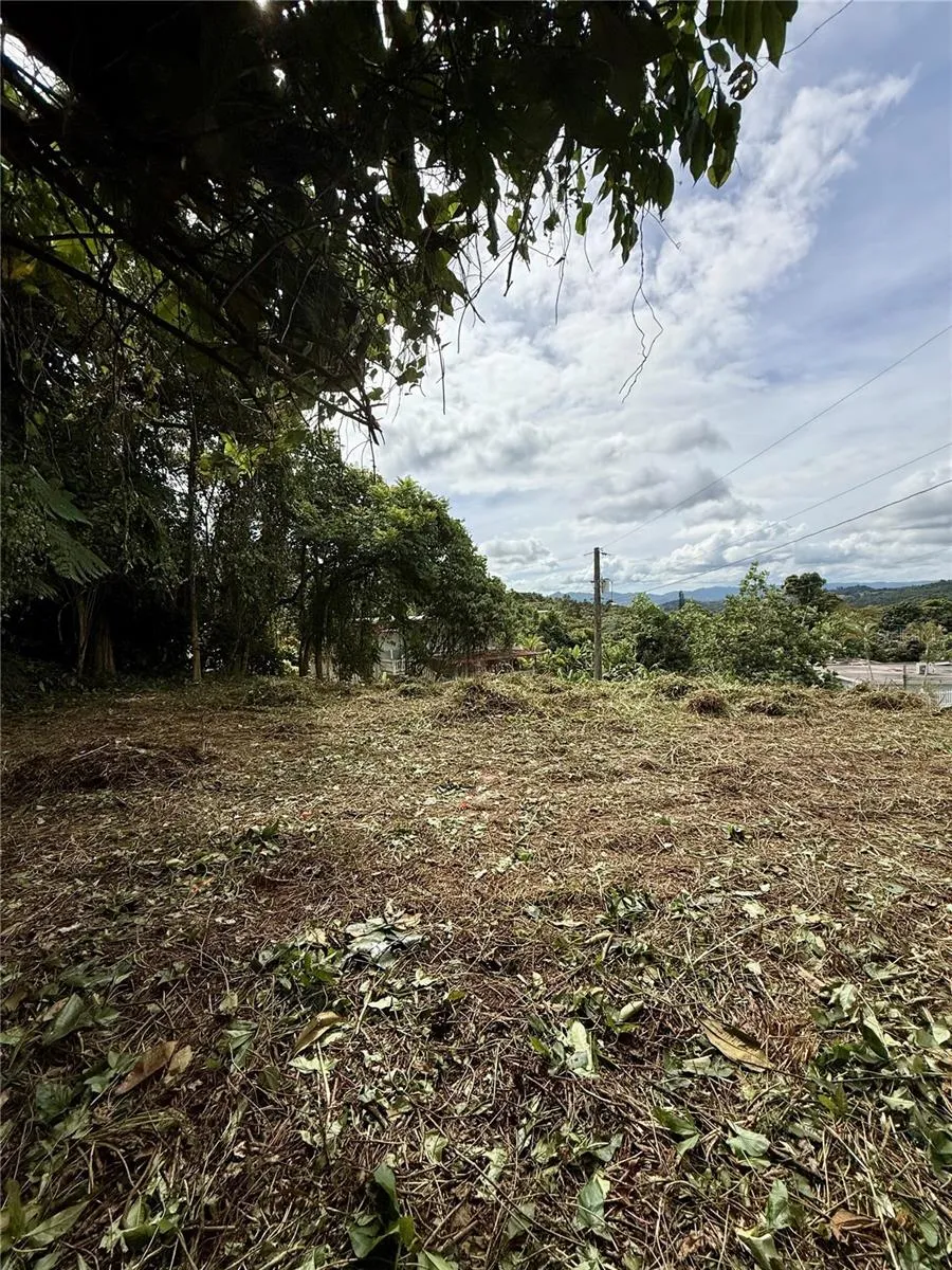 CALLE PINEROS Cayey, PR 00736