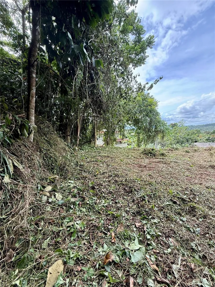 CALLE PINEROS Cayey, PR 00736