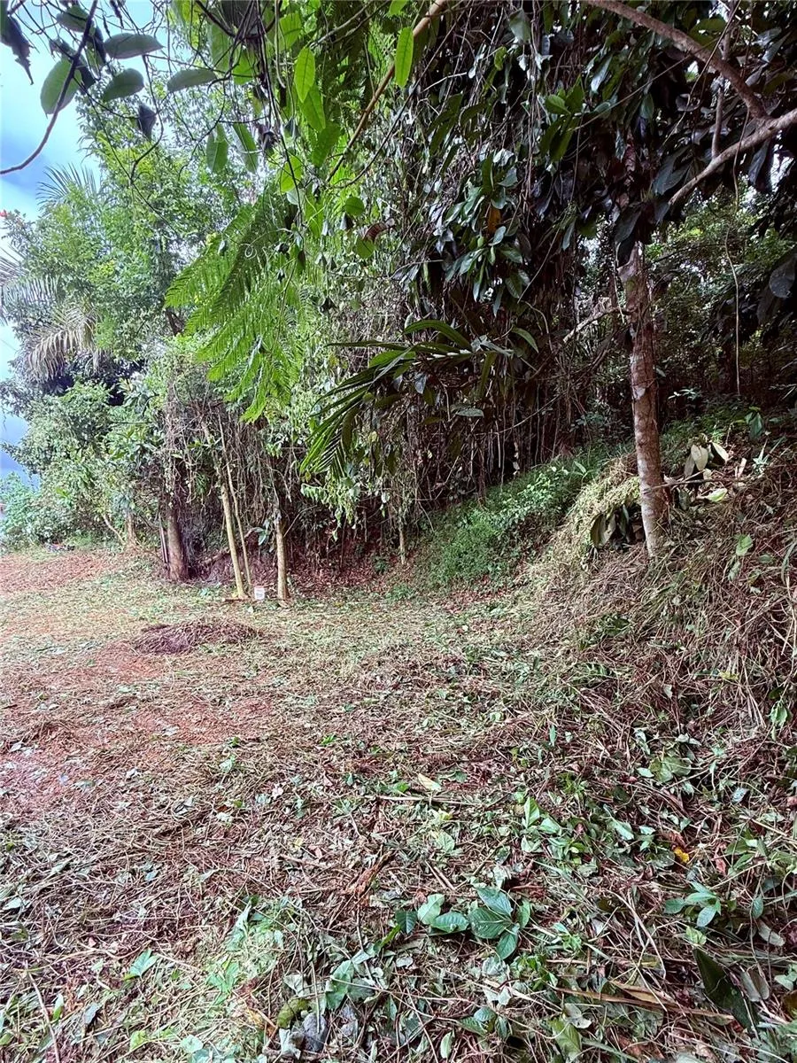 CALLE PINEROS Cayey, PR 00736