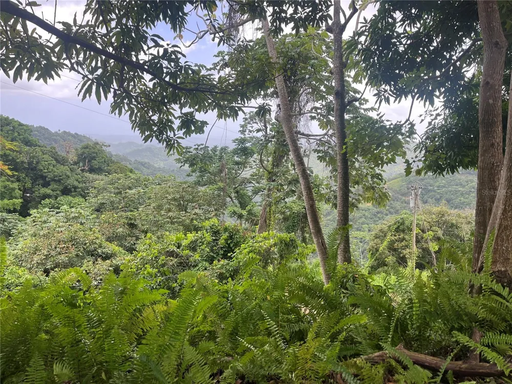 KM 19.9 CARR 128 Yauco, PR 00698