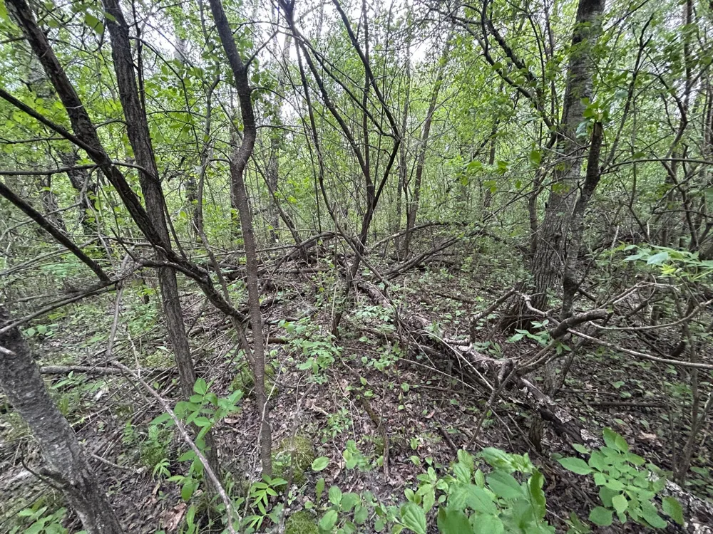 TBD 160th Street NE Thief River Falls, MN 56701
