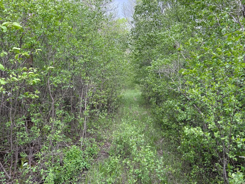 TBD 160th Street NE Thief River Falls, MN 56701