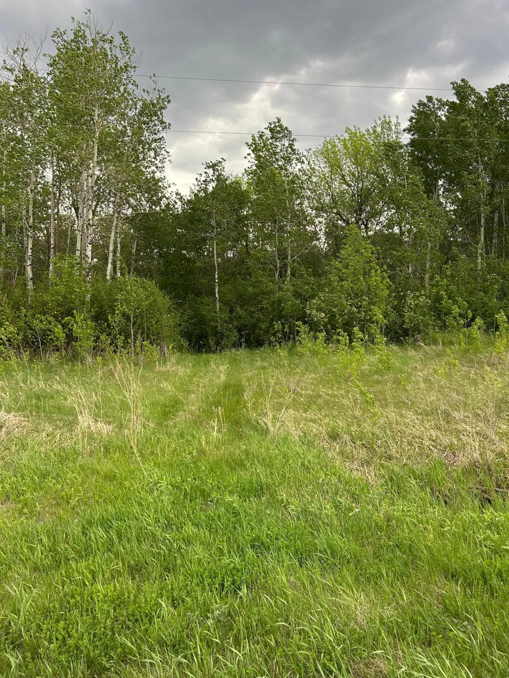 TBD 160th Street NE Thief River Falls, MN 56701