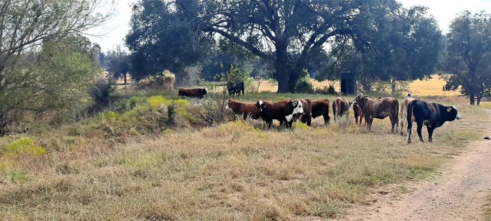 3432 County Road 206 Road Cameron, TX 76520