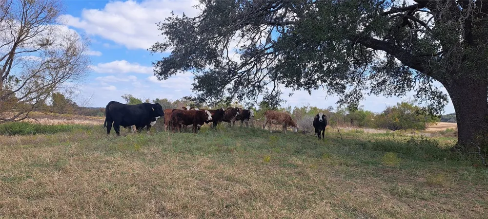 3432 County Road 206 Road Cameron, TX 76520