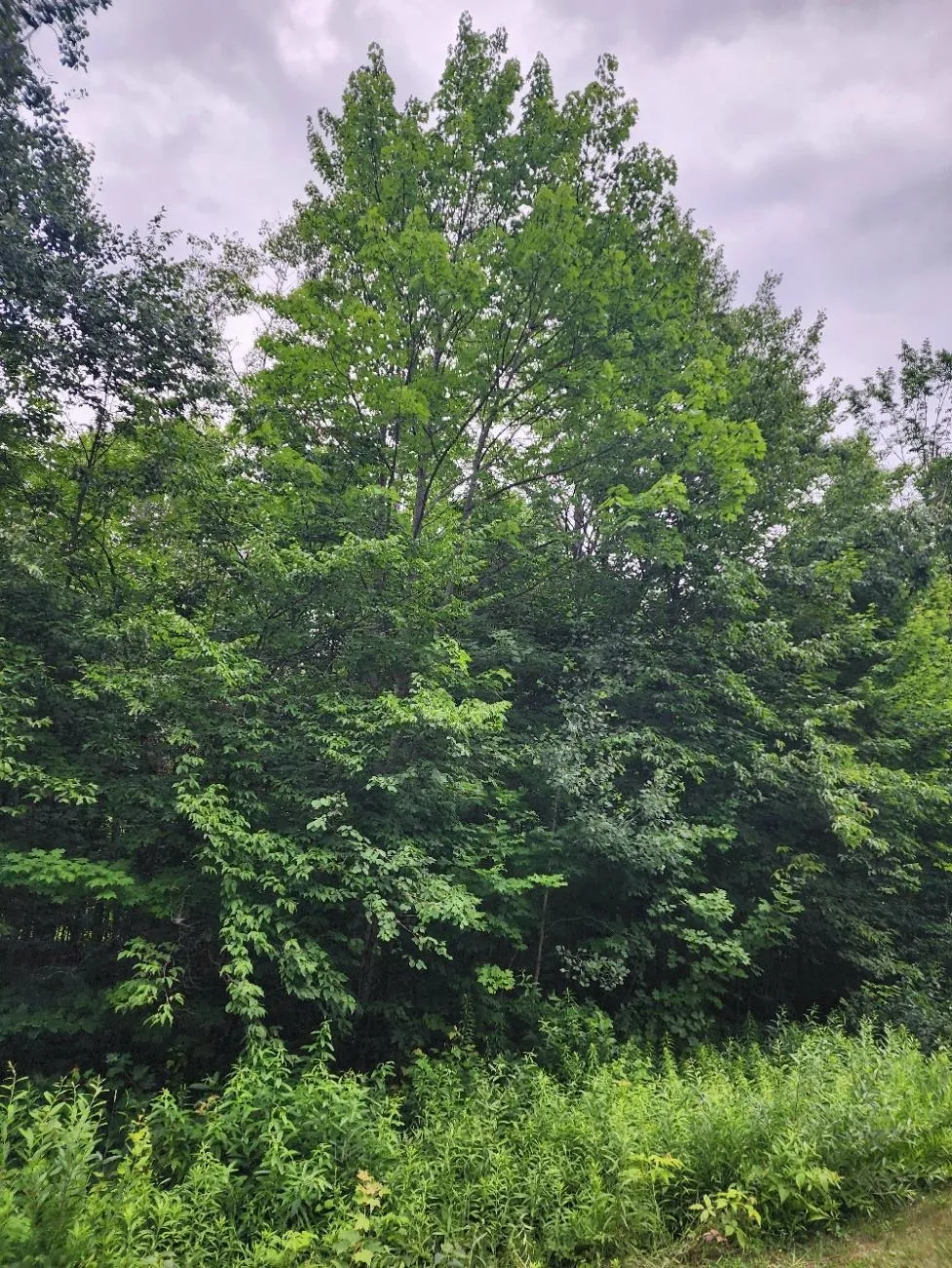 5165 Snowridge Trail Star Township, MI 49730