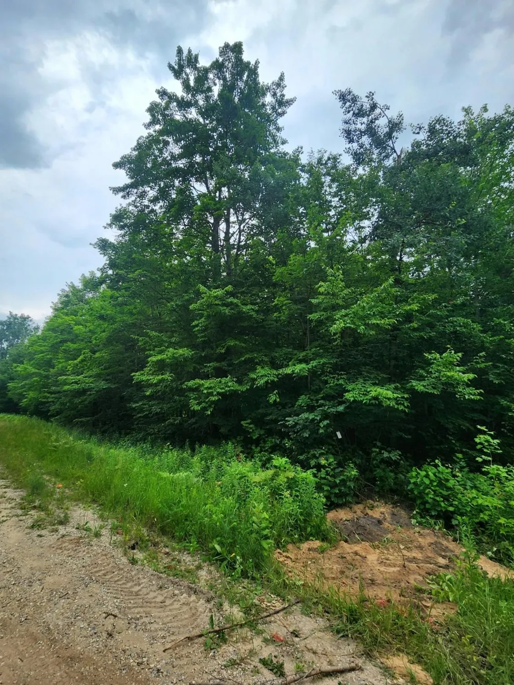 5165 Snowridge Trail Star Township, MI 49730