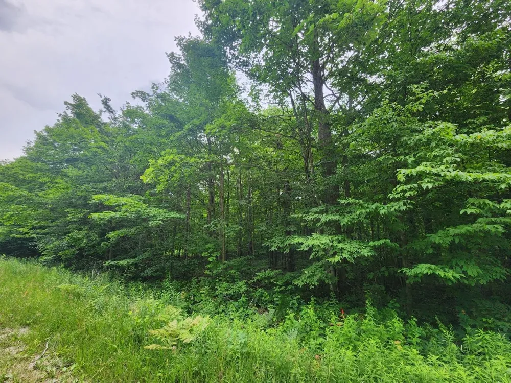 5165 Snowridge Trail Star Township, MI 49730