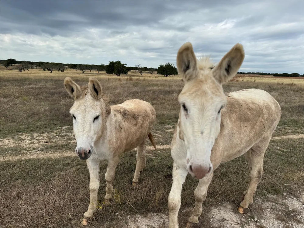 126 County Road 204 Burnet, TX 78611