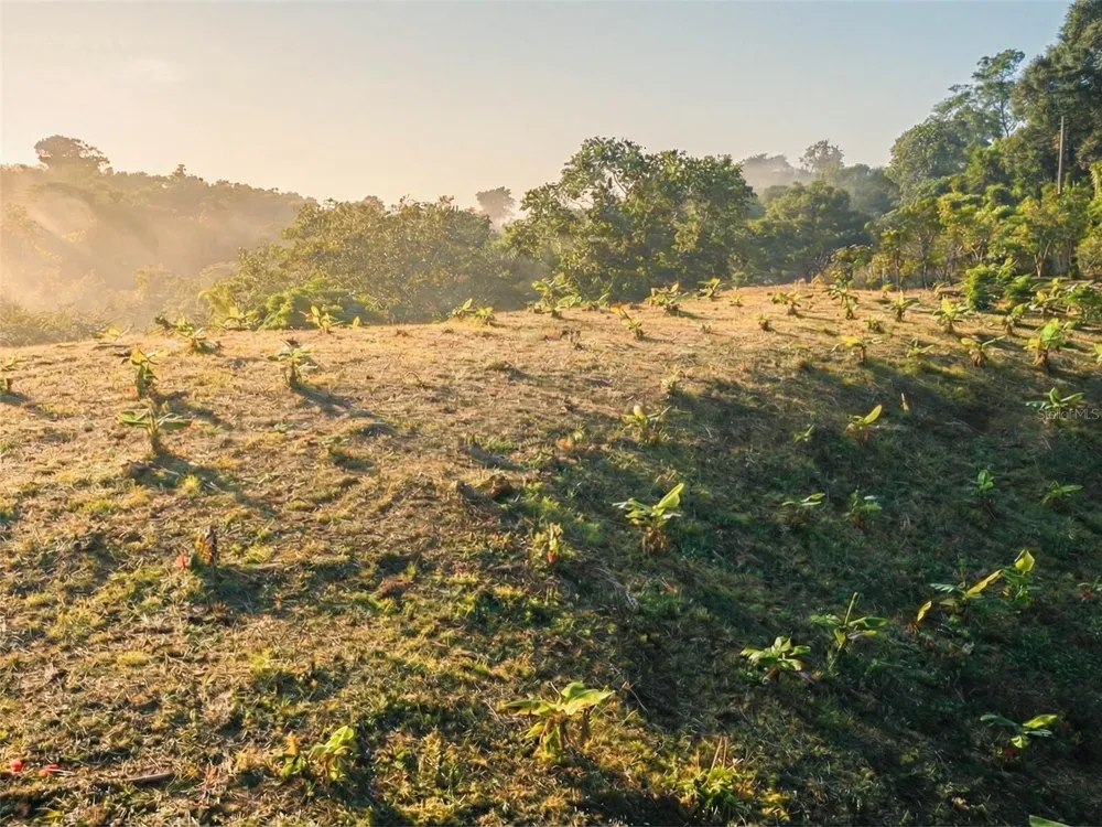 SR 526 BOSQUE TANAMA Adjuntas, PR 00601