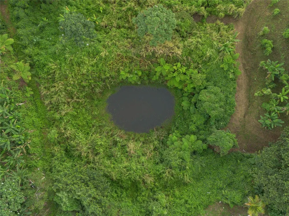 SR 526 BOSQUE TANAMA Adjuntas, PR 00601