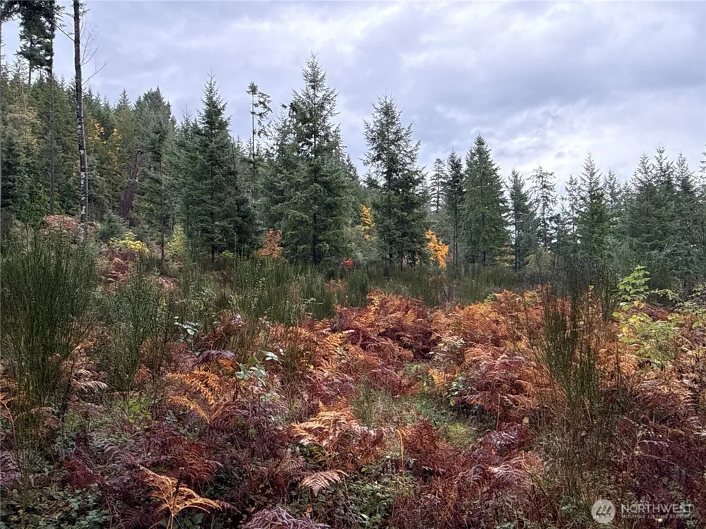 2 XX Forest Road 52 Packwood, WA 98361