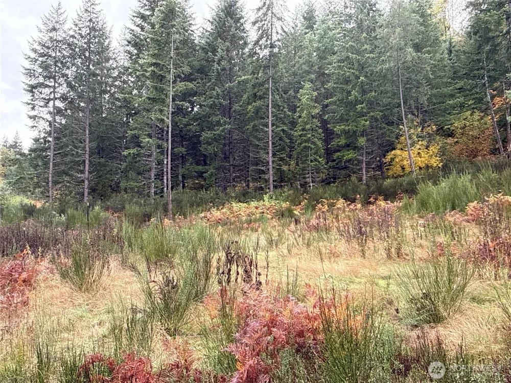 2 XX Forest Road 52 Packwood, WA 98361