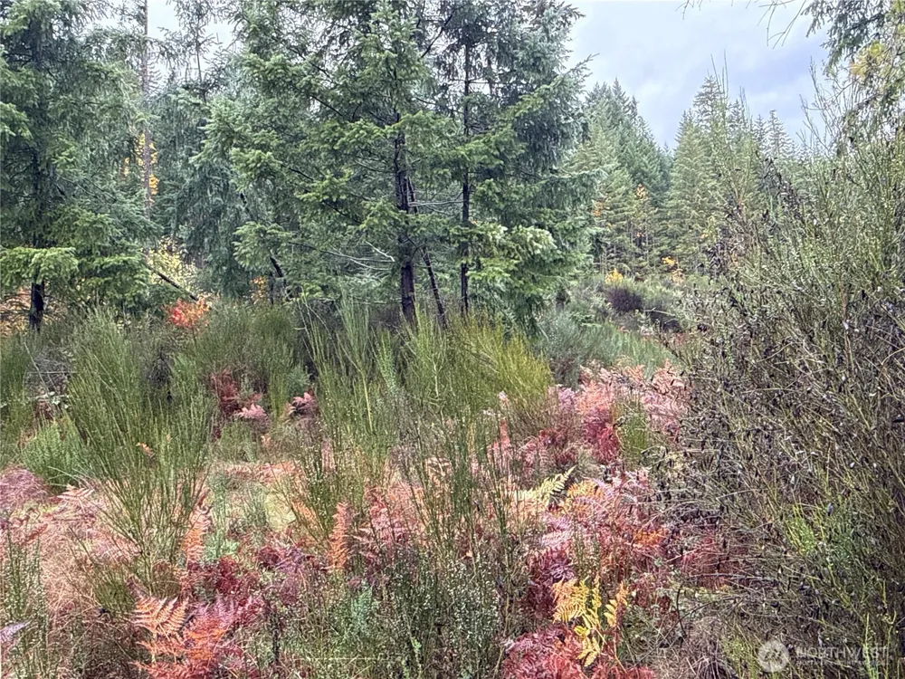 2 XX Forest Road 52 Packwood, WA 98361