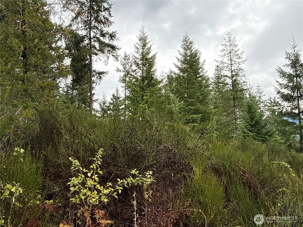 2 XX Forest Road 52 Packwood, WA 98361