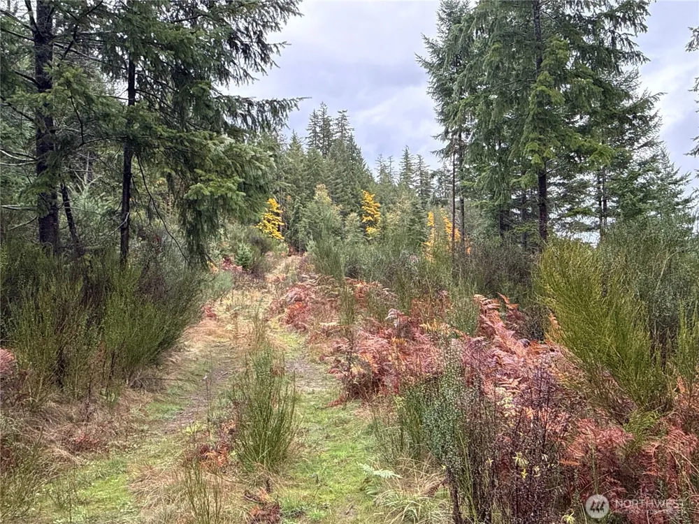 2 XX Forest Road 52 Packwood, WA 98361
