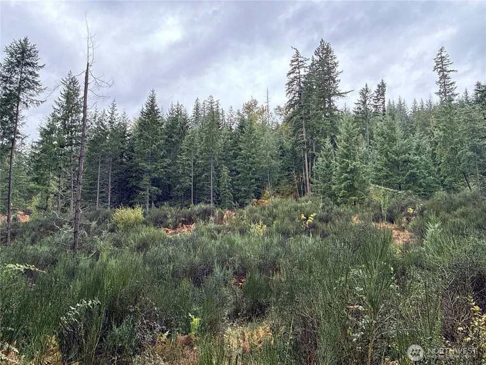 2 XX Forest Road 52 Packwood, WA 98361