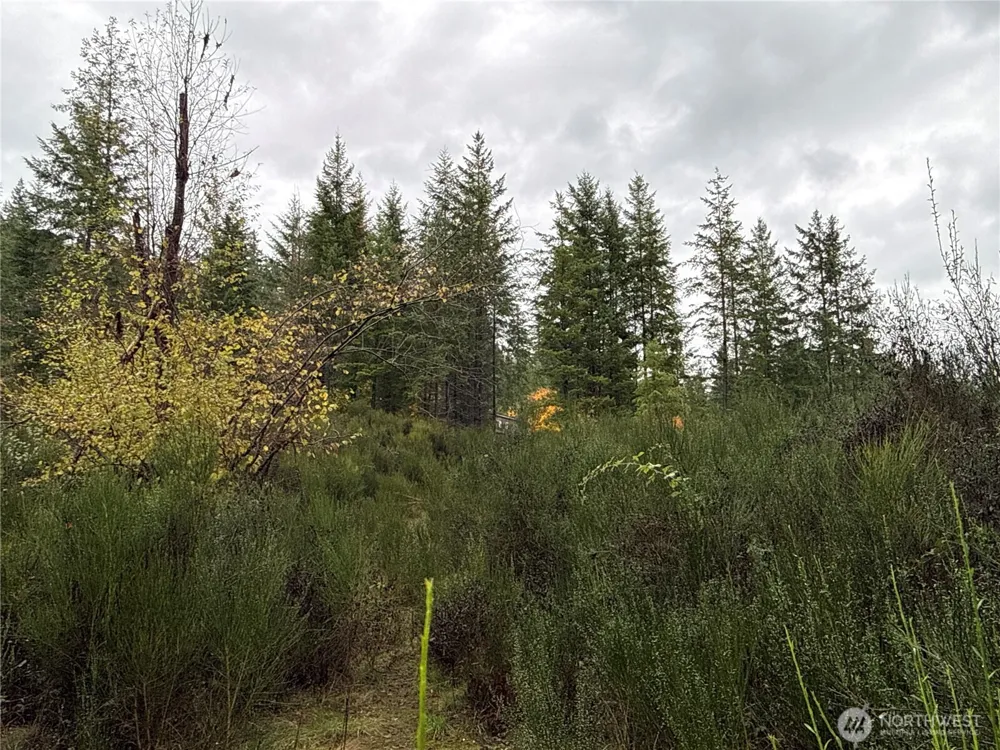 2 XX Forest Road 52 Packwood, WA 98361