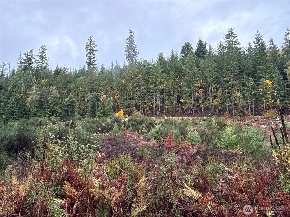 2 XX Forest Road 52 Packwood, WA 98361