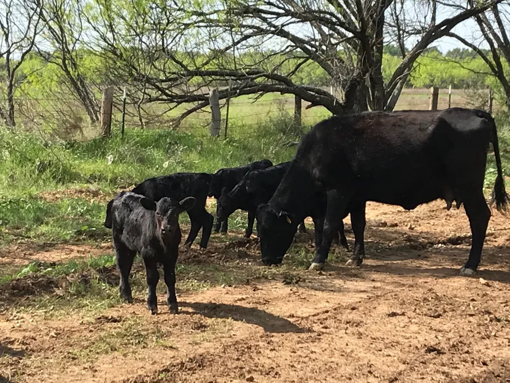 County Road 154 Breckenridge, TX 76424