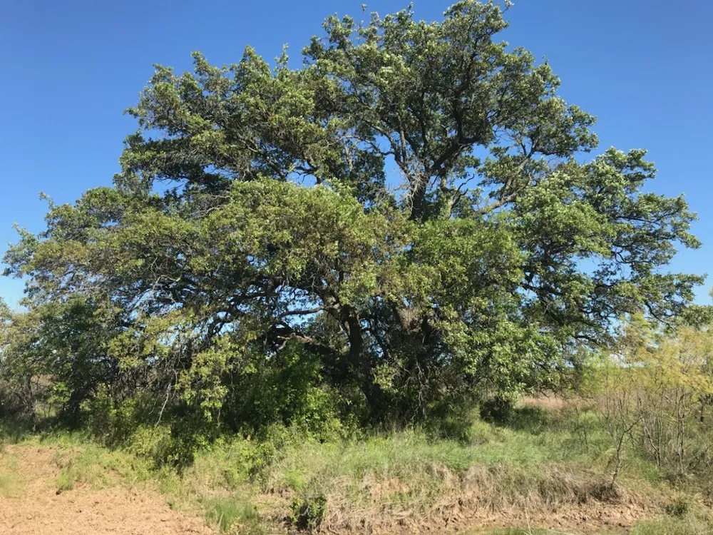 County Road 154 Breckenridge, TX 76424