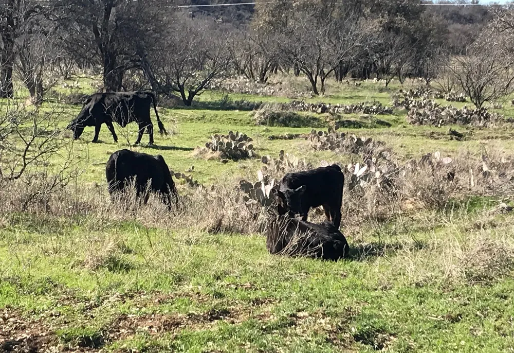 County Road 154 Breckenridge, TX 76424