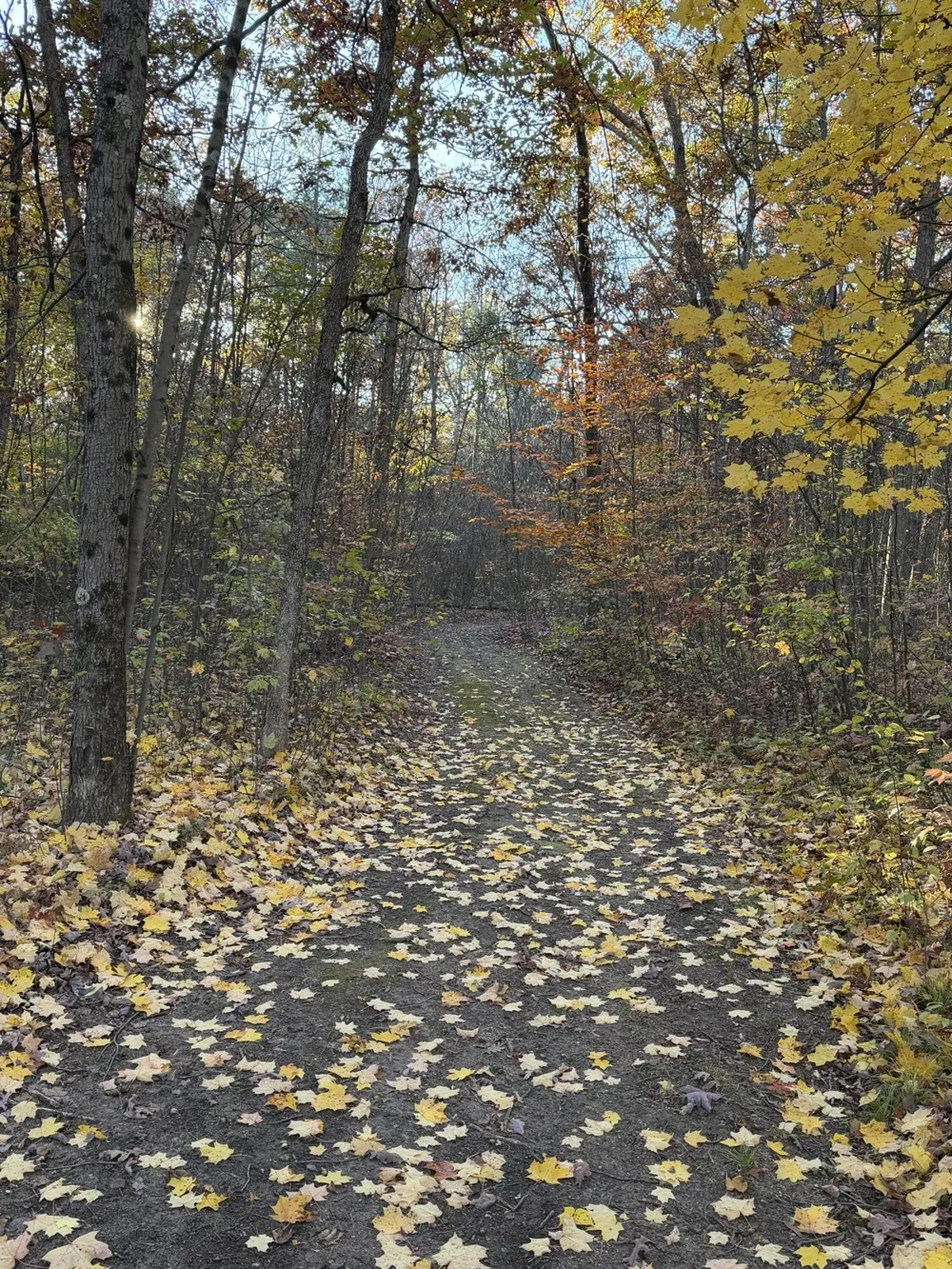 Maple Hill Road #Parcel D Howard City, MI 49329