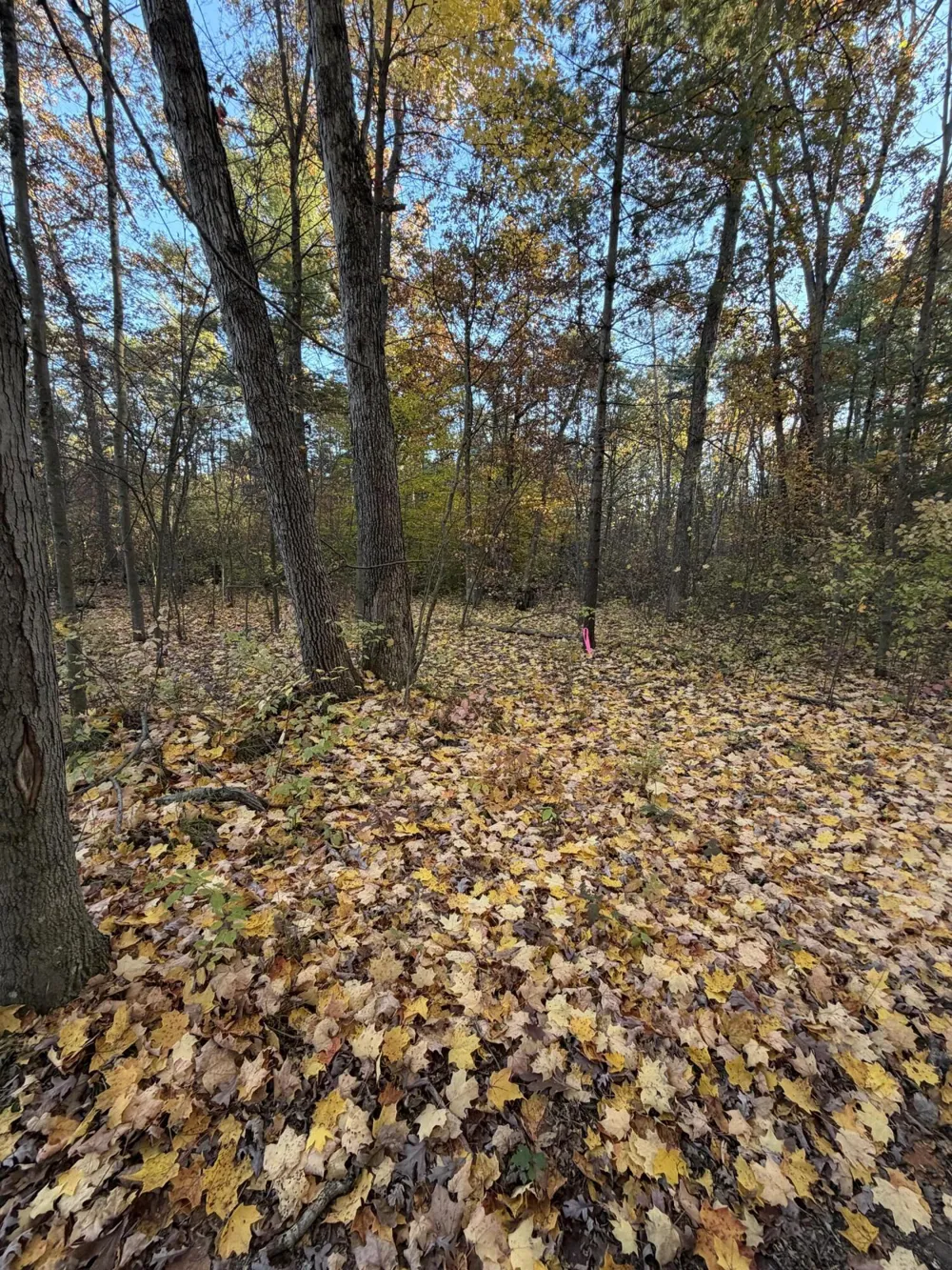 Maple Hill Road #Parcel D Howard City, MI 49329