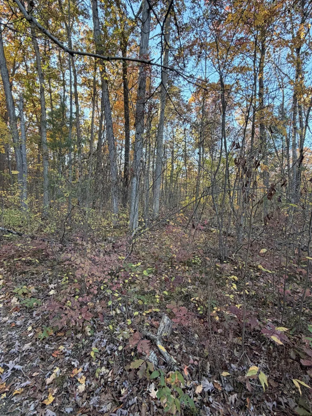 Maple Hill Road #Parcel D Howard City, MI 49329