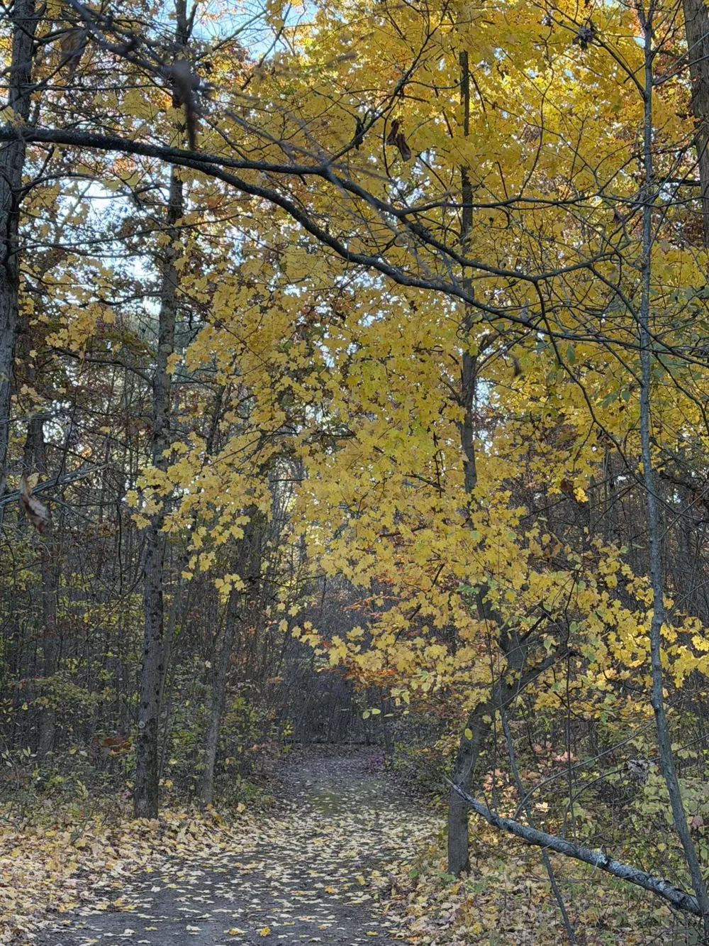Maple Hill Road #Parcel D Howard City, MI 49329