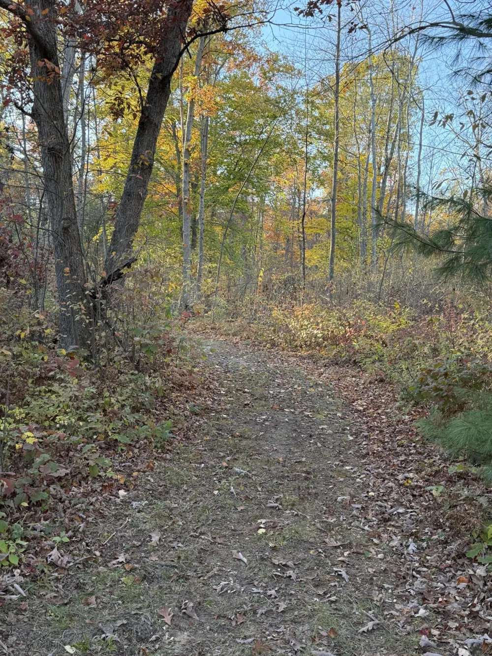 Maple Hill Road #Parcel D Howard City, MI 49329