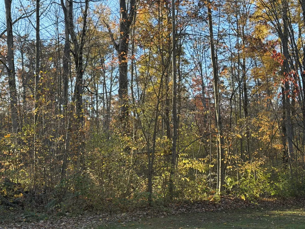 Maple Hill Road #Parcel D Howard City, MI 49329